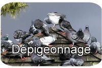 pigeona